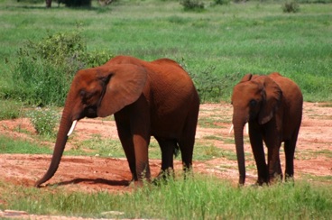 kenya 112